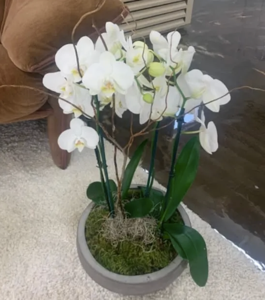 Orchids in Bowl