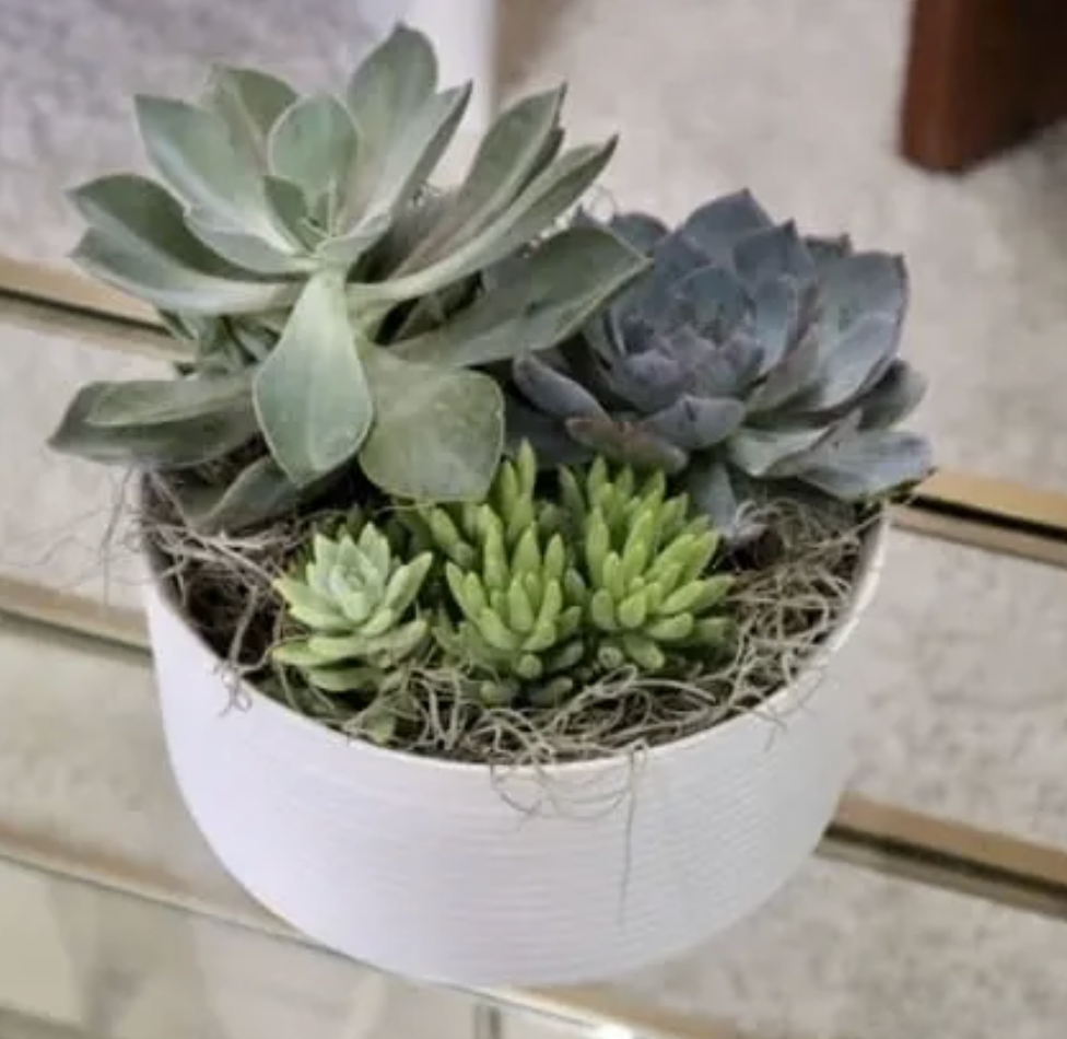 Succulent Bowl